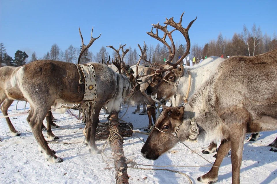 В Коми сохранят авиаперевозки детей оленеводов к местам учебы.
