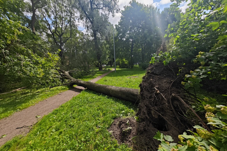 Надломленный ствол дерева рухнул на припаркованный автомобиль.