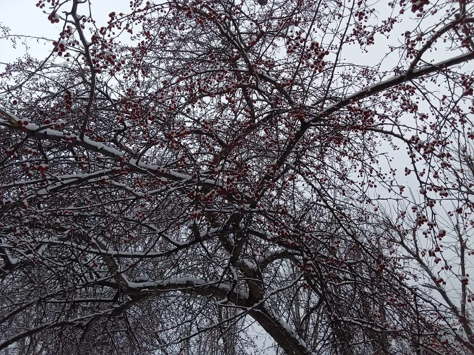 Погода на Ямале на 19 ноября