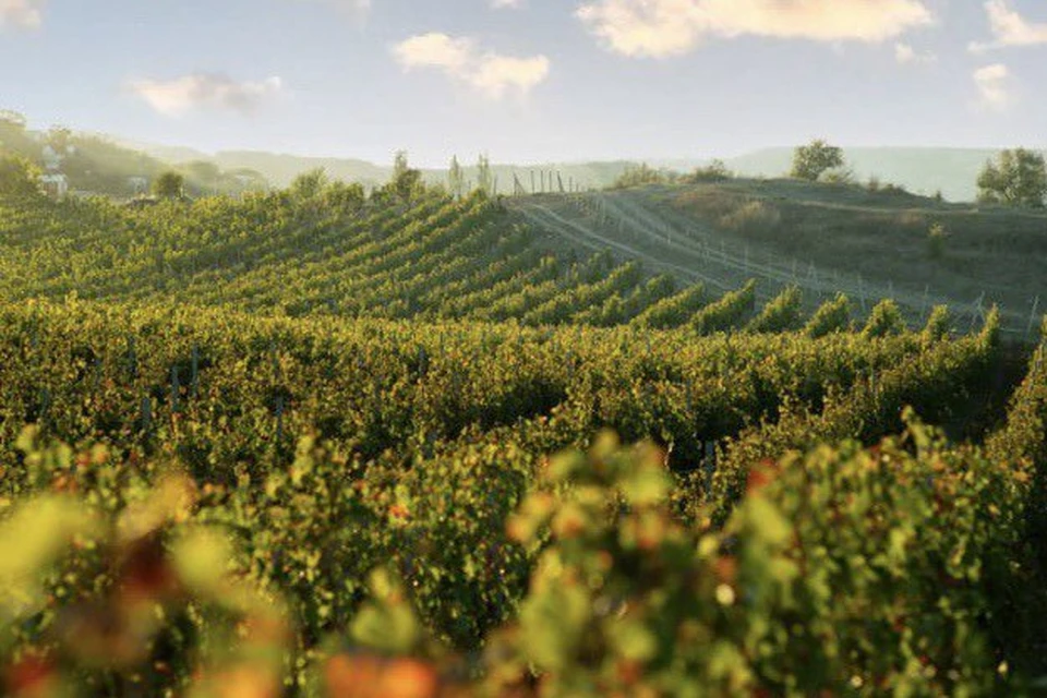 Благодаря господдержке заложено 36,2 гектара новых виноградников. Фото: sev.gov.ru