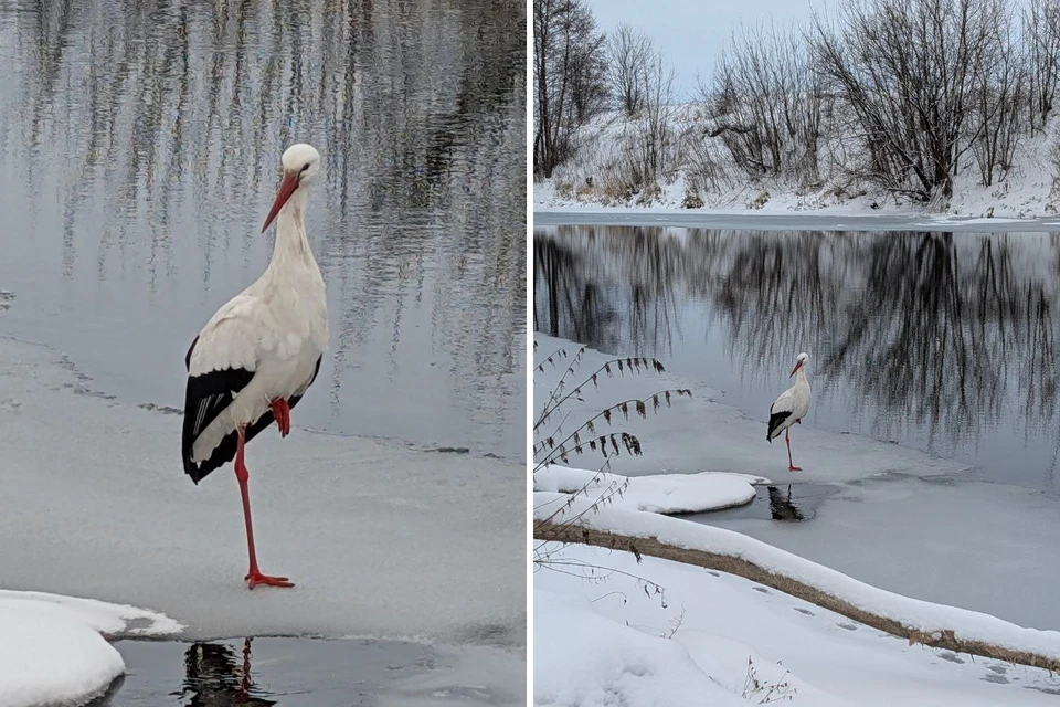 Фото: Министерство лесного хозяйства Нижегородской области.
