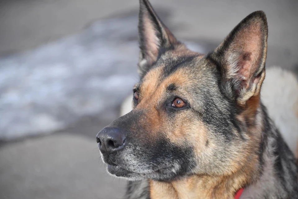 Крымчанина могут посадить на пять лет