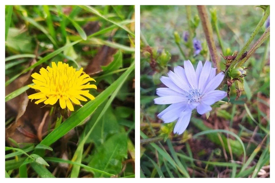 Ростовский ноябрь напоминает скорее весну, чем осень. Фото: Ботсад ЮФУ.
