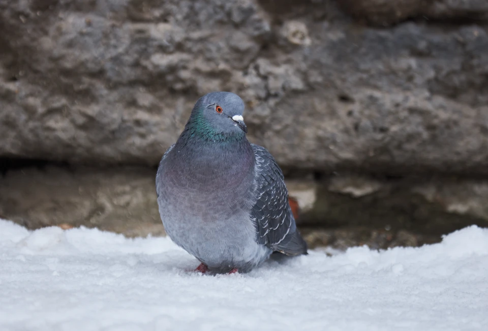 22 ноября в Новосибирске похолодает до -7.