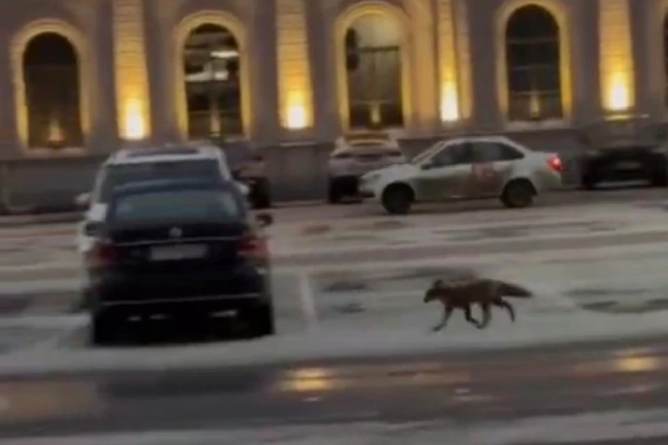 Плутовку заметили и возле станции "Балтийская". Фото: стоп-кадр видео из группы «Вконтакте» «ДТП и ЧП | Санкт-Петербург | Питер Онлайн | СПб».