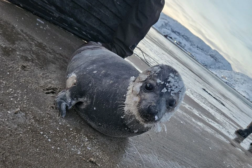 Днем 23 ноября малыша с кровавым пятном заметили туристы. Фото: Ирина Хаскина