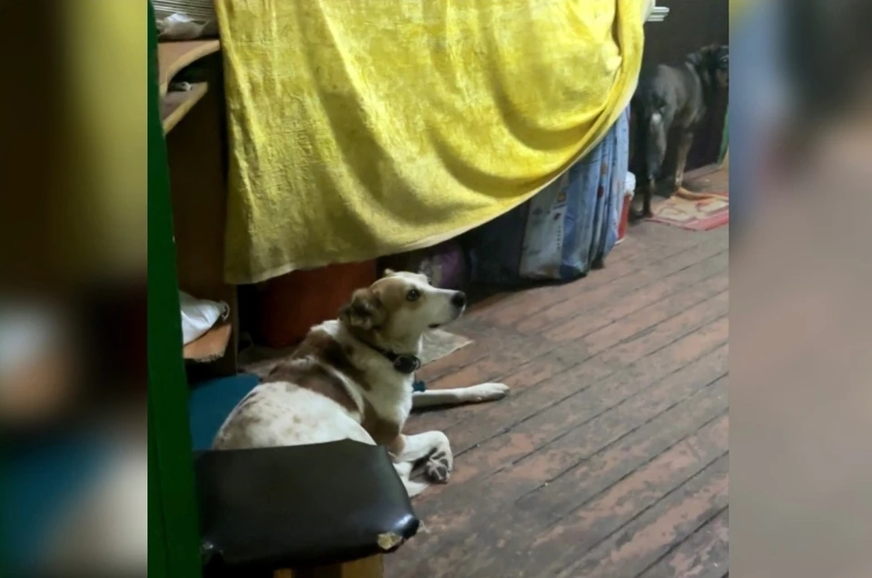 В Сызрани соседи пожаловались на соседку-волонтера фото: предоставлено "комсомолке"