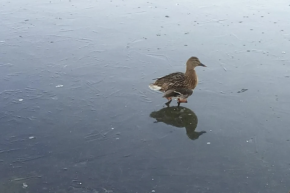 В Петербурге птицы начали примерзать к водоемам. Фото: t.me/koshkispas