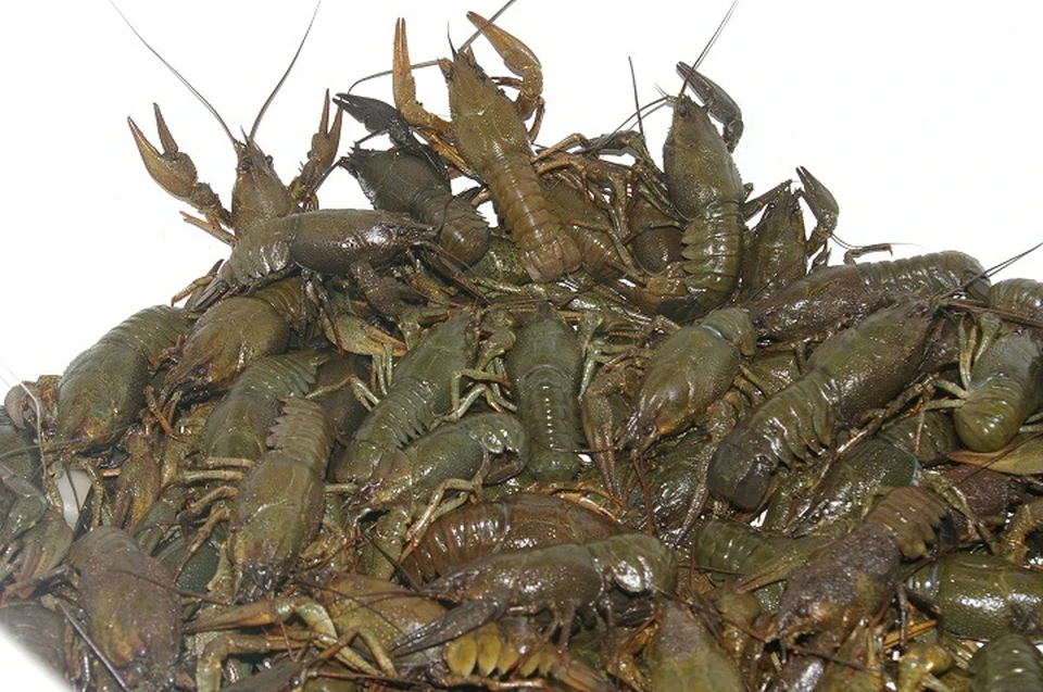 Среди проектов есть ферма по разведению рыбы и раков