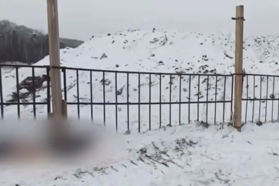 Прибывшие медики не смогли сразу подойти к телу - путь преграждала стая бродячих собак.