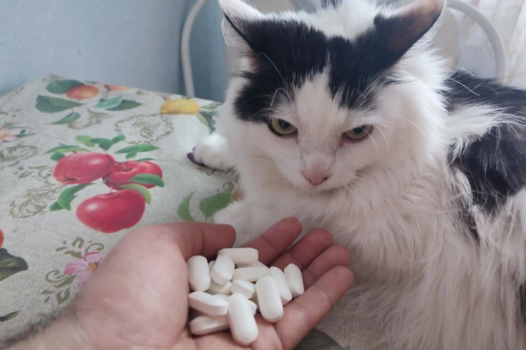 Как дать коту таблетку? Проверяем четыре верных способа по совету ветеринара