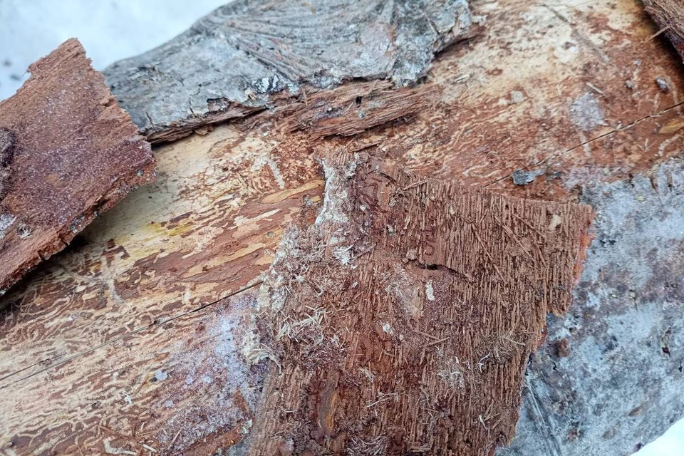 Фото: прокуратура Красноярского края