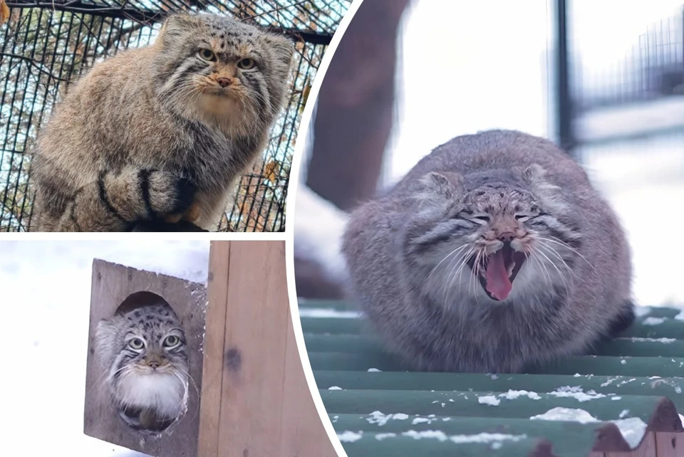 Манулы набрали вес. Фото: Новосибирский зоопарк/Роман Паулов