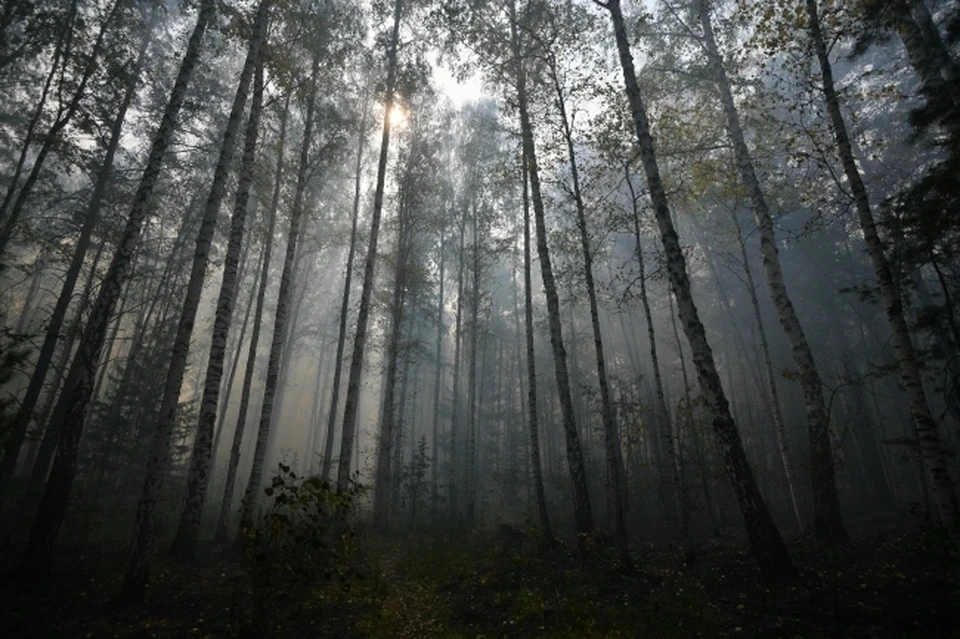 Спасатели сообщили о пропаже женщины