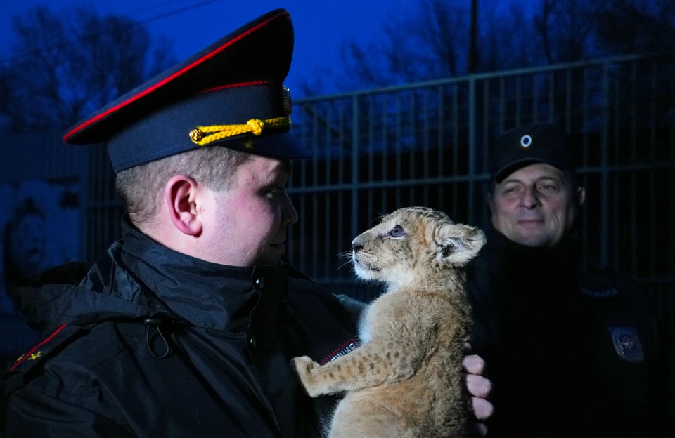 Полицейские ДНР спасли львенка-девочку