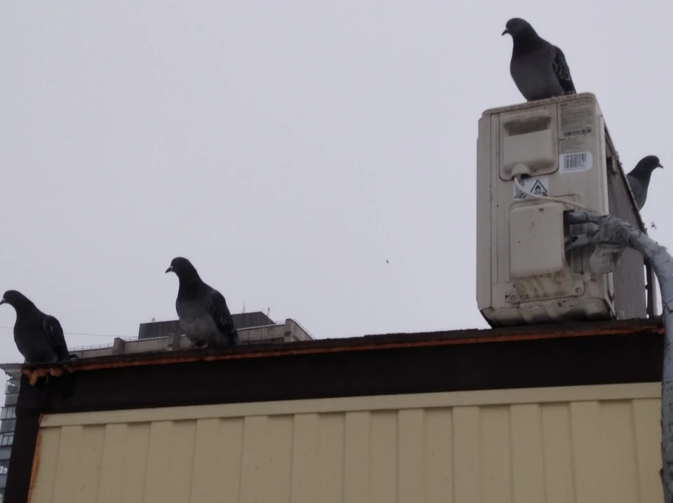 В регионе будет без осадков