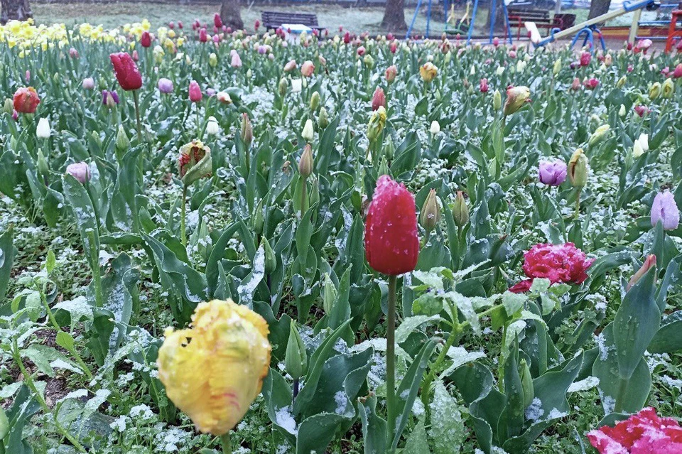 Погода в Севастополе умеет удивлять. Например, город заснежило 7 апреля, когда все уже попрощались с зимой и готовились к Пасхе и маевкам. Фото: Архив «КП»