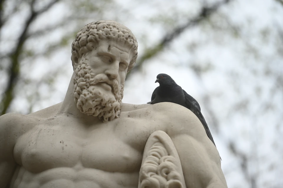 В Заксобрании Петербурга решились взяться за голубей и их привычку "портить" памятники.