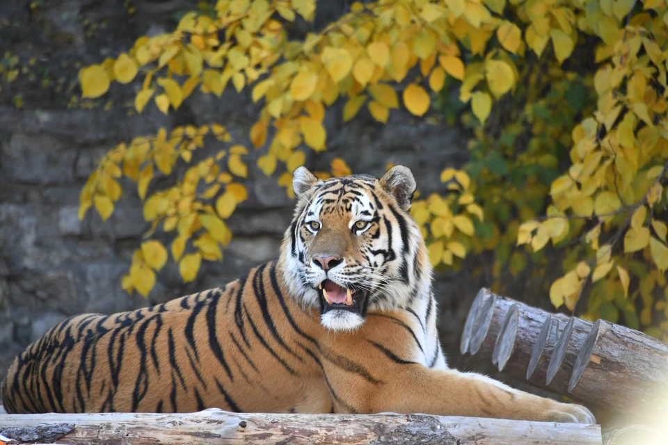 Тигр в пригороде Хабаровска загрыз собаку и заставил закрыть школу на «дистант»