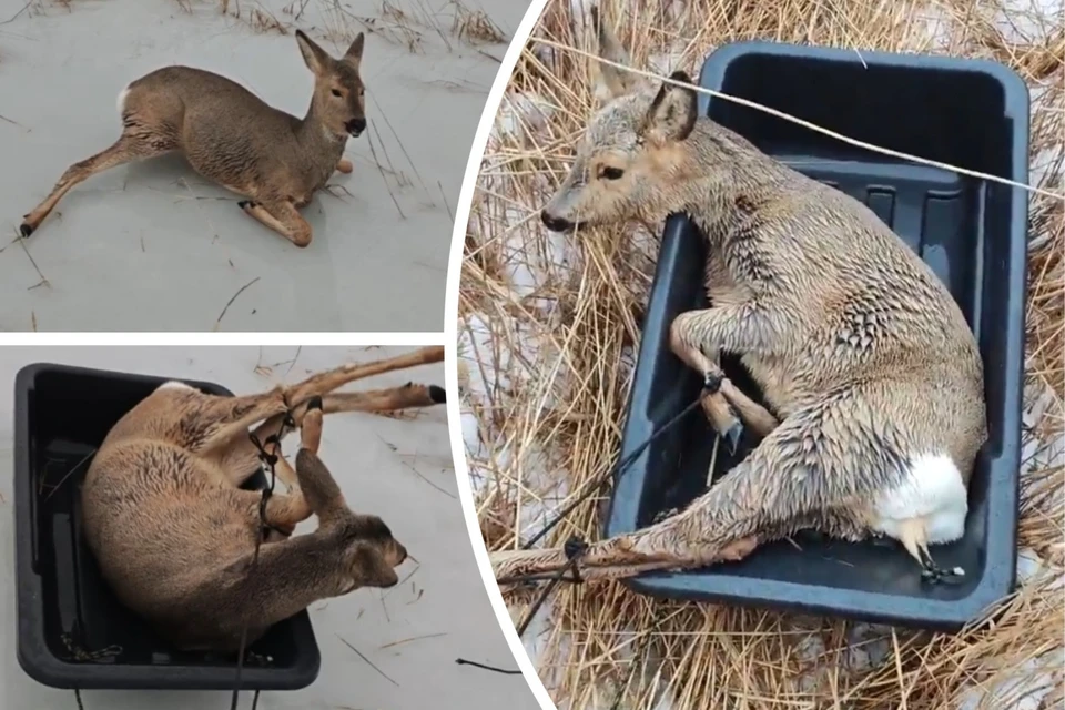 Косули застряли на озере в Карасукском районе. Фото: Кадры из видео Ильи Зайцева