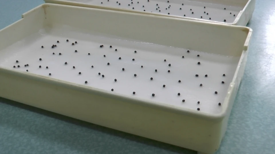 В Прикамье выявили 950 тонн семян, не прошедших проверку качества