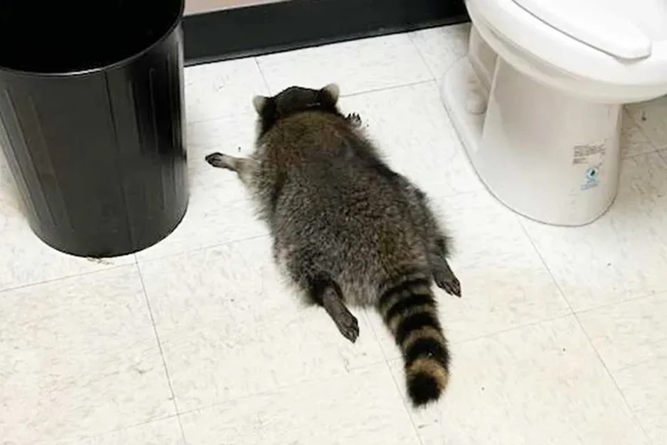 Источник: Hanover County Animal Protection and Shelter/Facebook