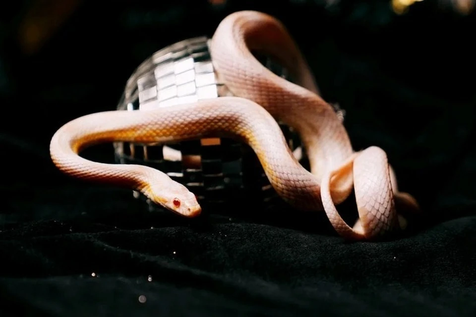 Звезда укажет путь