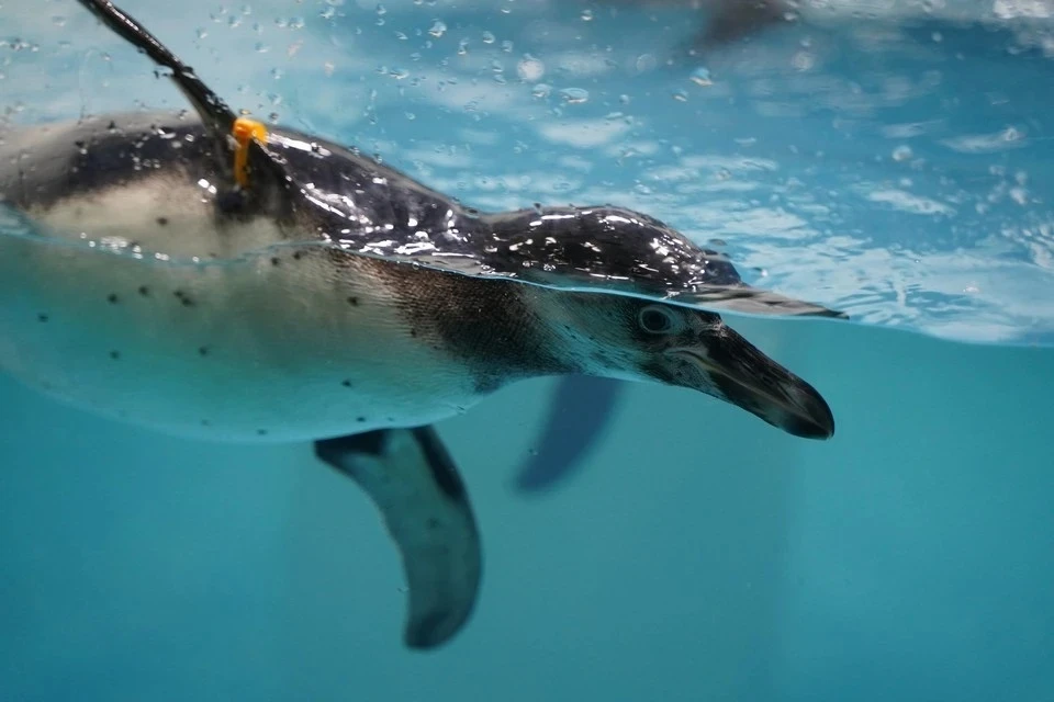 Десятки тысяч пингвинов погибли у побережья Южной Африки: в чем причина