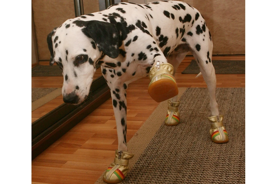 Антигололедные реагенты на улицах Рязани могут нанести вред собакам.