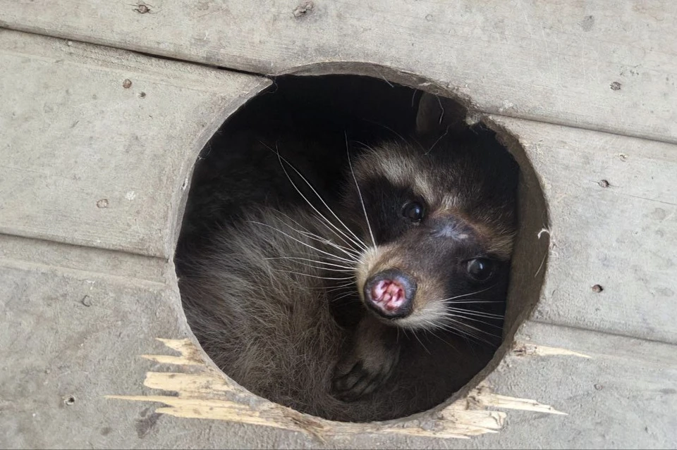 Зверек получил удар током и попал под машину. Фото: центр помощи диким животным «Пеликан»