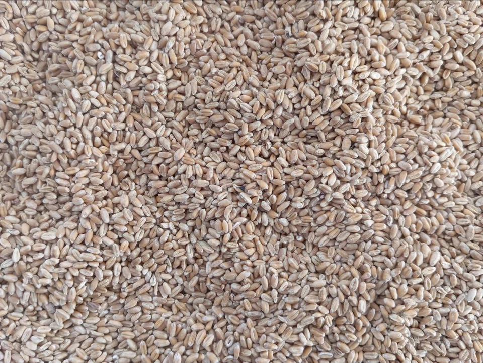 Лабораторные исследования выявили в зерне зараженность вредителями хлебных запасов. Фото: Россельхознадзор Оренбуржья