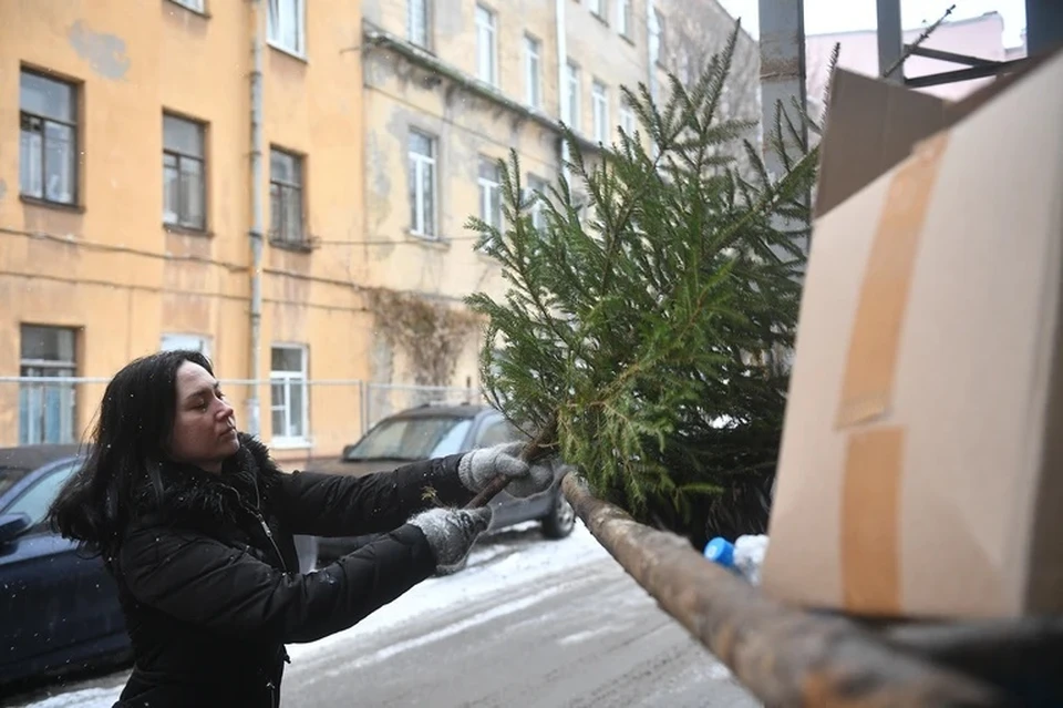 Адвокат напомнила, как правильно утилизировать ёлку после праздников, чтобы избежать штрафов
