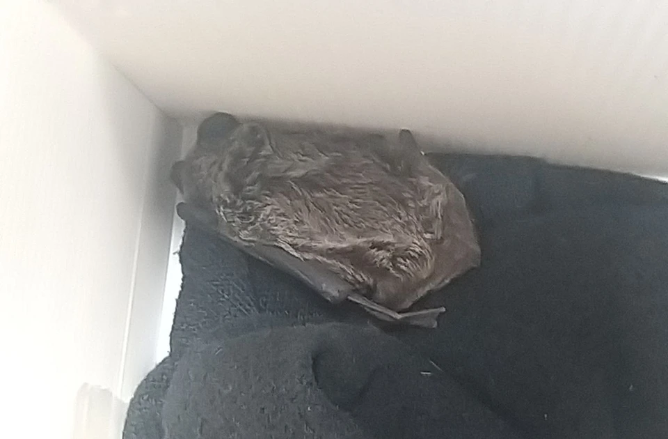 Летучую мышь отправили на реабилитацию в специализированный центр в Зеленодольском районе. Фото: Госкомитет РТ по биоресурсам