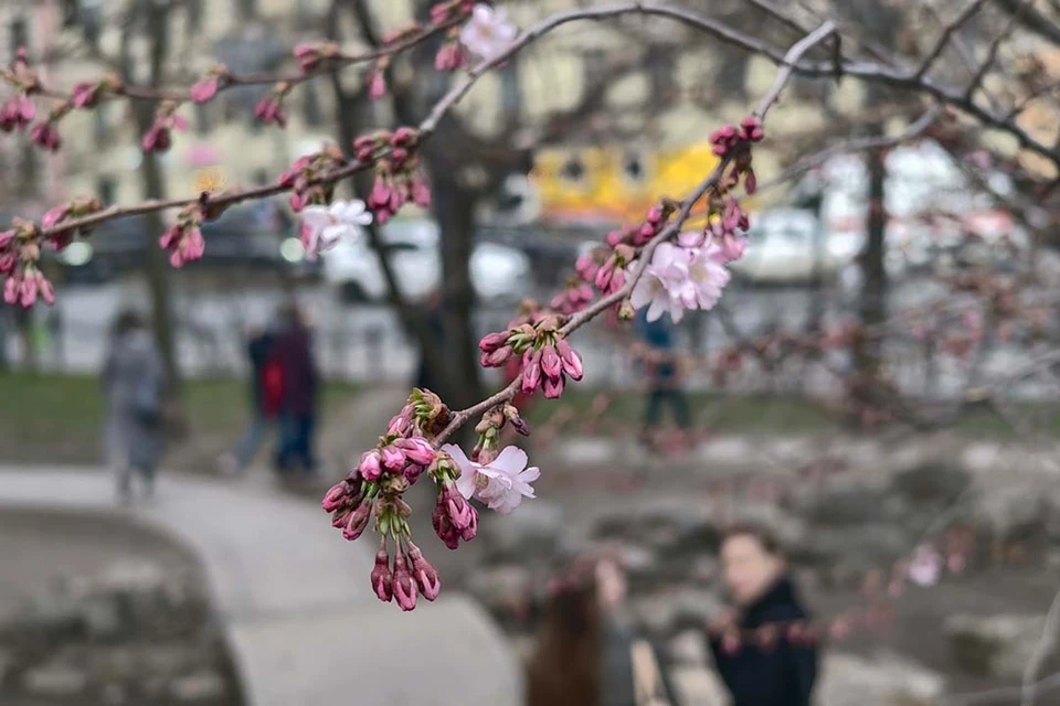 Порывы ветра могут достигать до семи метров в секунду.
