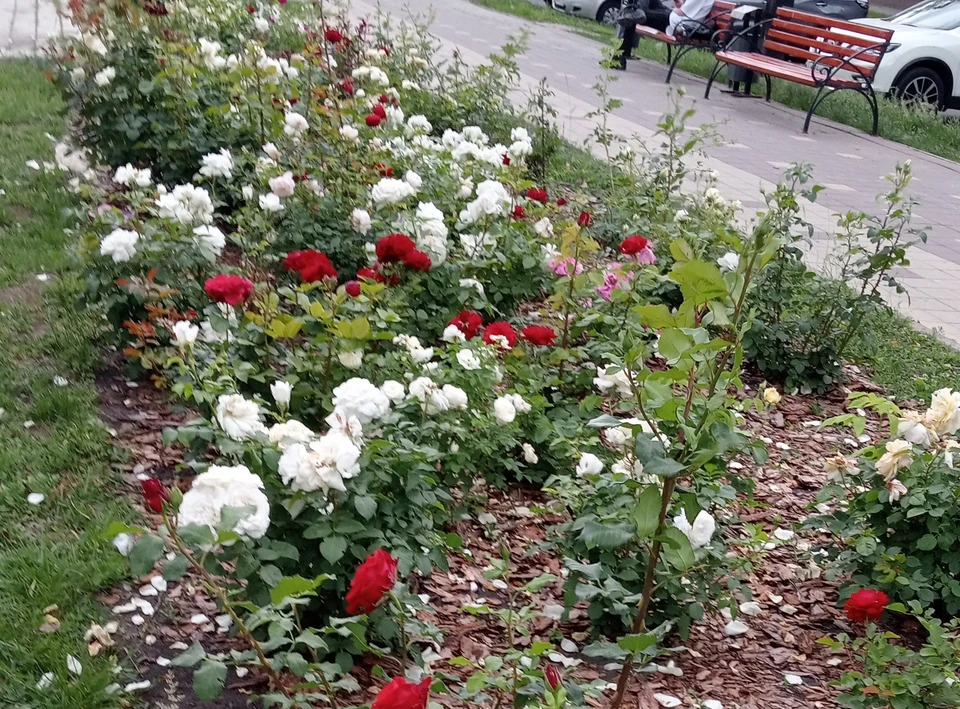 На Народном бульваре в Белгороде высадят больше двух тысяч кустов роз