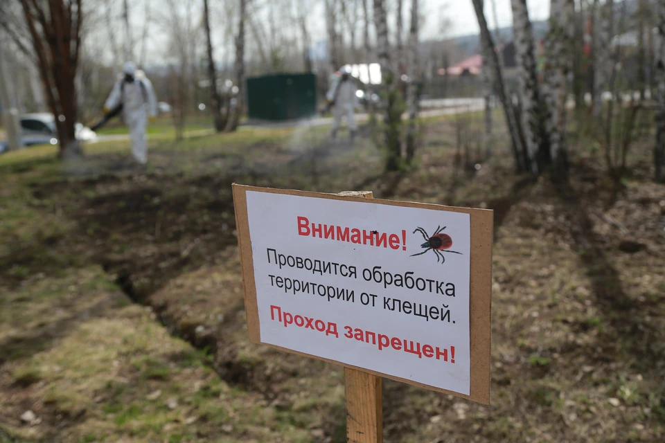 С начала года на Ставрополье клещи укусили 498 человек