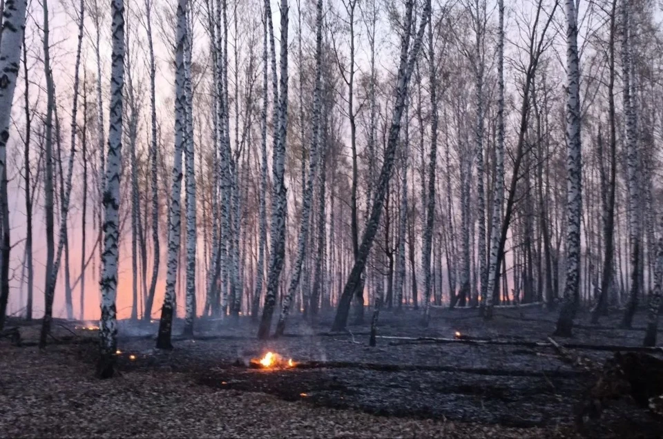 Фото: Лесопожарный центр Красноярского края