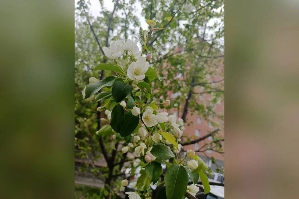 Яблоневые цветы распустились во дворе дома на улице Петухова, 148.