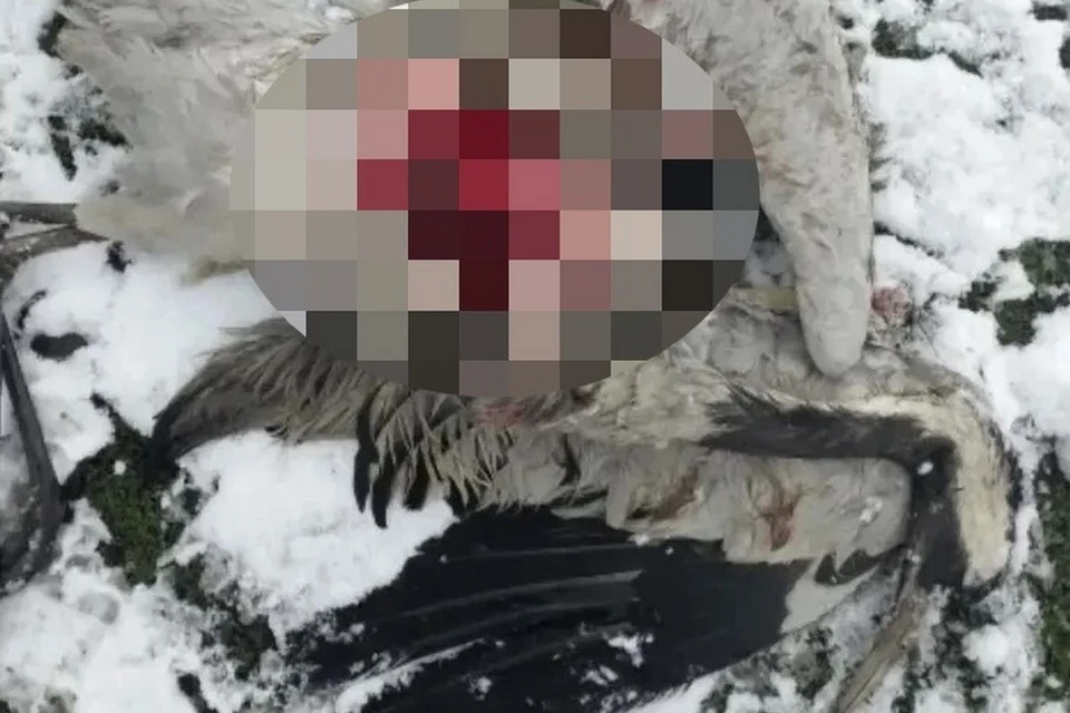 Журавль погиб от нападения бездомной собаки в селе Романово. Фото: администрация Искровского сельсовета