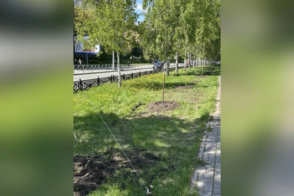 Кампания по обновлению зеленых зон идет по всему городу. Фото: канал в МАКС главы Новосибирска Максима Кудрявцева.