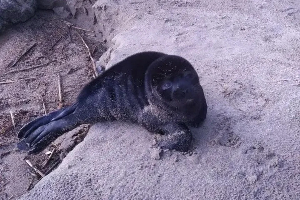 Туристы сначала связались с волонтерами, а лишь после консультации стали помогать. Фото: Фонд друзей балтийской нерпы