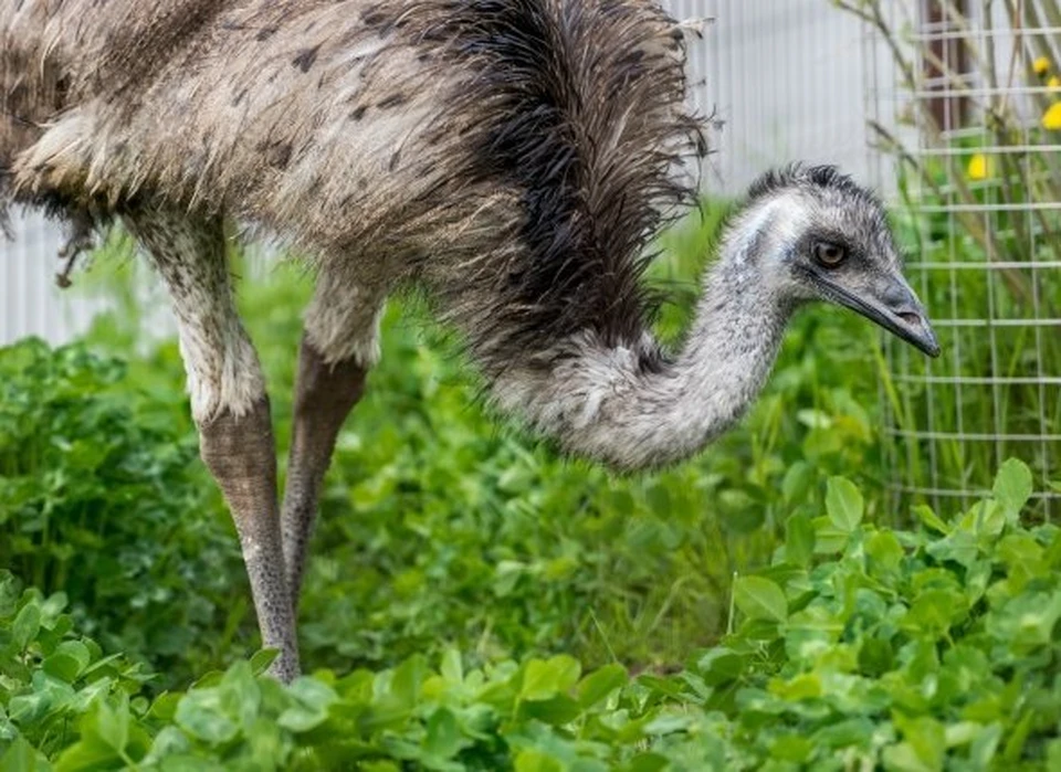 Эму в Сахалинском зооботаническом парке. Фото: пресс-служба Сахалинского зооботанического парка