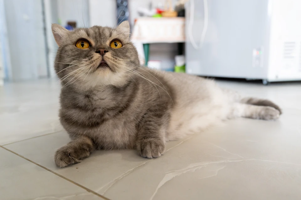 Котики теперь будут мурлыкать на Северо-западе