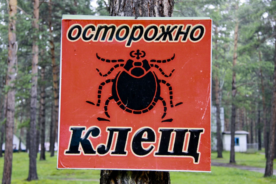 Пока клещ неподвижен, его легко не заметить, и он может успеть присосаться к коже