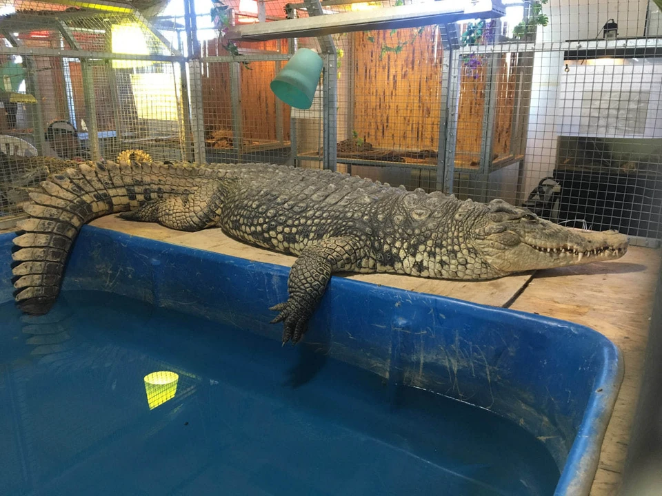 Мэр одного из городов Мексики обручился с самкой крокодила