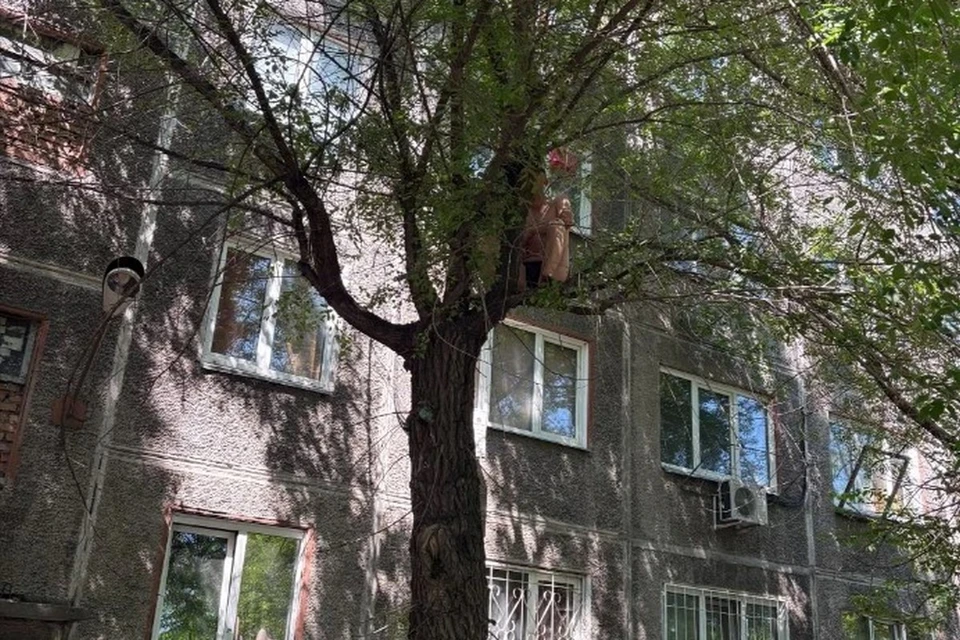 Житель Красноярска выпрыгнул из окна и повис на дереве. Фото: КГКУ "Спасатель"