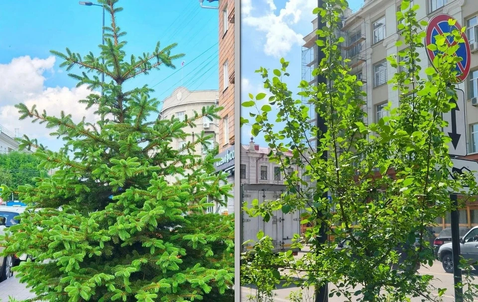 В центре Красноярска проверили высаженные в прошлом году деревья. Фото: администрация города