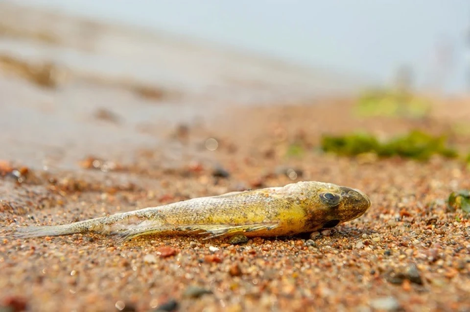 Замор рыбы произошел на Смолевичском водохранилище. Фото носит иллюстративный характер.