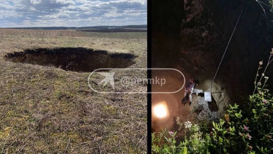 Сейчас собачкам ищут добрых хозяев. Фото: Мария Меньшенина/Анастасия Федосеева.