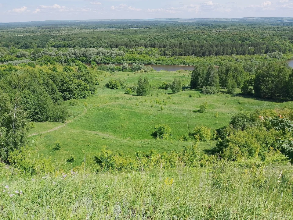 Ульяновские леса оборудуют видеокамерами